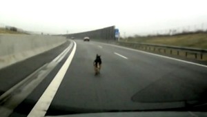 Sučka ušla majiteľke, pobehovala po diaľnici
