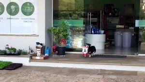 Pes si chodí kupovať granule sám, aj sa pri tom vyvenčí