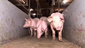 Pomstil sa na nevinnom zvierati. Na smrť dobodal gravidné prasnice