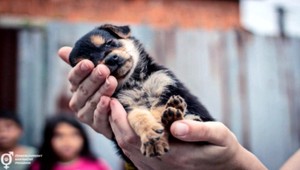 V rómskych osadách sú stovky týraných psov, trpia chorobami prenosnými na človeka