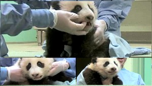 VIDEO. Mláďa pandy oslavuje 100 dní, pozrite sa