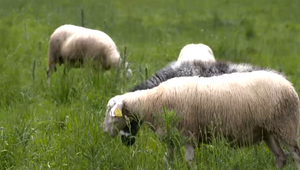 Rýdzi poklad z Liptova – bryndza: Liptáci začali boj o nadobudnutie známky