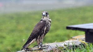 Miestni si nevedeli poradiť s holubmi. Namiesto nich majú teraz sokoly