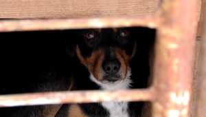 Bratovi sa vyhrážal s garnižou v ruke. V útoku mu zabránil pes