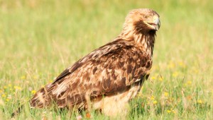 Orlica Anička sa vydala na cestu, letí do Afriky