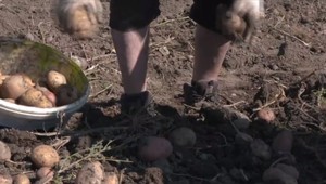 Slovensko čaká nedostatok jednej z najtradičnejších plodín