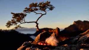 Symbol Pienin veľmi trpí. Turisti tvrdia, že známa borovica plače. A je to aj vidieť