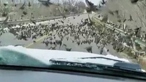 VIDEO: Vodička zabila desiatky vtákov, naschvál nespomalila