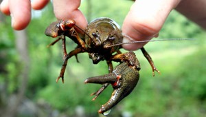 Raky v Šírave. Rybárov prekvapilo zemplínske more