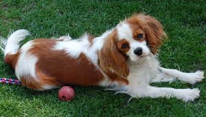 Hľadá sa kavalier, stratil sa v okolí Vlčkoviec!