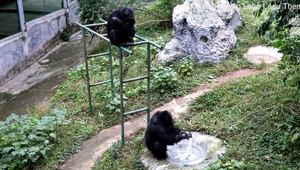 Inteligentný šimpanz pral vo výbehu tričko: Jeho kolegyňa si zase sama zametá výbeh