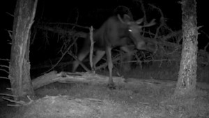 VIDEO: Veľké prekvapenie z tatranskej foto pasce: Prechádza sa tam mladý los