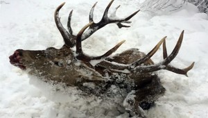 Poľovníci: Svorka vlkov zabila jeleňa. Ochranári: Vlk nie je vegetarián