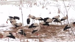 Teplejšie počasie by privítali nielen ľudia. O bocianov sa musia starať, aby neumreli