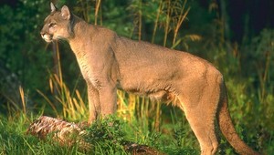 Puma napadla cyklistov. Jedného dotrhala, druhého zabila