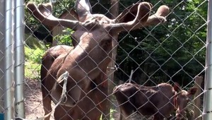 Partnerka za ním prišla až z Lotyšska. On ju ale odháňa od jedla