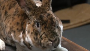 Pavel vyšľachtil králika: Dostal meno Štrbský gepardí rex