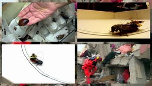 Šváby nie sú len hmyz. Raz vám môžu zachrániť život