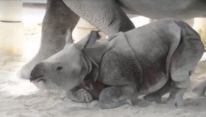 FOTO: Obrovská radosť v ZOO. Umelé oplodnenie samičky nosorožca prinieslo výsledok