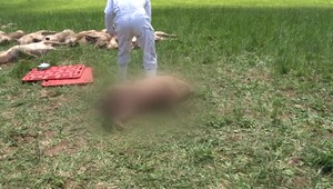 Pri slovenských hraniciach našli uhynutého diviaka. Potvrdil sa mor