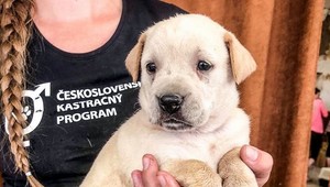 Stosedemdesiat šteniatok prosí o pomoc. Hľadajú sa urgentne dočasky