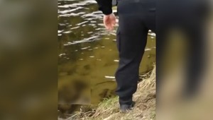 V rieke našli ďalšie telá mŕtvych psov. Okolo prípadu je veľa otáznikov