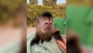 Policajti obdržali záhadný telefonát z neďalekej zoo. Tam zistili, že ich privolala malá opička