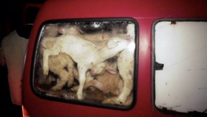 Veterinárka súhlasila, bráni sa chovateľ 72 jahniatok prevážaných v aute