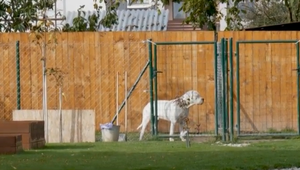 Argentínska doga zaútočila na 12-ročnú fenku a jej majiteľku. Fenka neprežila