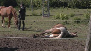Zákerný čin vo Veľkom Záluží: Policajti objavili mŕtveho koňa s bodnými ranami
