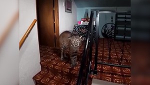 VIDEO: Majiteľ začul podozrivé zvuky a zavolal políciu. Tá našla štvornohého narušiteľa
