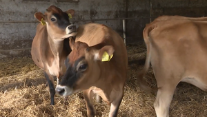 V okrese Dunajská Streda platí pre slintačku a krívačku mimoriadna situácia