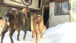 Chovateľ kôz zažil nečakanú návštevu. V strehu je aj zásahový tím