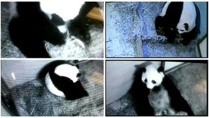 Rozkošné! V ZOO v Atlante sa narodili pandie dvojčatá