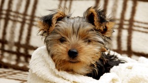 Pes ako vianočný darček? Rodičia, rozmyslite si to, varujú odborníci