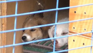 Muž vyniesol z auta škatuľu a odišiel. Svedkyňa ale zbadala, že nebola prázdna