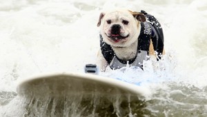 Sadni. Ľahni. Surfuj... Na surfoch vystriedali ľudí psy!