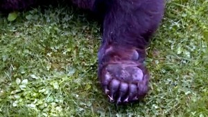 Kuriózna nehoda na diaľnici: Auto zrazilo obrovského medveďa