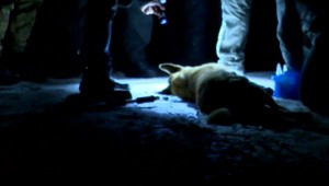 Polícia stále vyšetruje smrť muža, ktorého dotrhali zvery