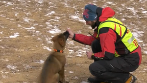 Zo šteniatka záchranárom: Argus sa pripravuje na službu v horách