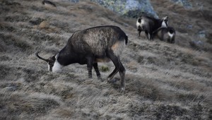 Ochranári a dobrovoľníci počítali kamzíky v Tatrách. Čo hovoria na výsledky?