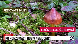 Rozhovory 24: Po konzumácii húb v nemocnici