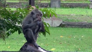 Svätyňu strážia zvieratá. Opičiu pozemnú hliadku dopĺňajú netopiere vo vzduchu