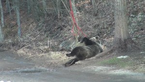 EXKLUZÍVNE ZÁBERY: Hľadali sme medveďa, ktorý ohrozoval turistov, napokon našiel on nás