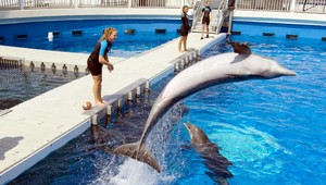 Zakázali rozmnožovanie delfínov