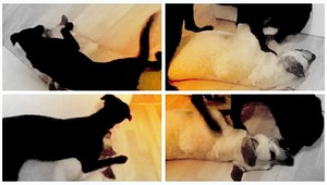 VIDEO. Daj mi pokoj, nechce sa mi hrať!