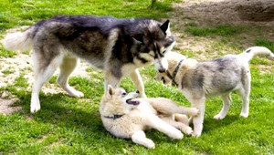 Číňanka kúpila sto psov, aby ich na festivale nezjedli