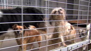 Túlavé psy sú na Slovensku stále problém. Niektoré samosprávy si neplnia povinnosti