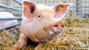 Blízko slovenských hraníc veterinári potvrdili výskyt slintačky a krívačky