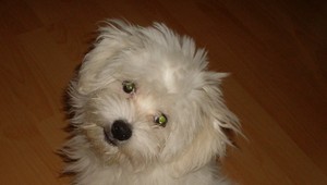 V Dunajskej Lužnej sa stratil psík, volá sa Cayenne